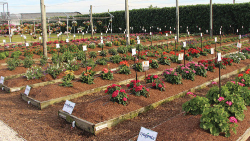 Costa Farms Hosting Winter Open House in January