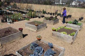 Customer In Raised Vegetable Beds