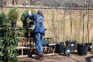 Customer Shopping Trees And Shrubs