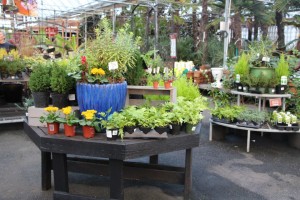 Black benches help highlight plants