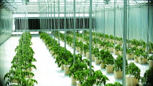 9 Tips To Maximize Your Greenhouse Vegetable Market Potential