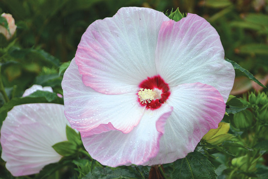 Hibiscus ‘Ballet Slippers’ (Walters Gardens)