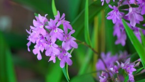 IPM Essen Innovations Showcase Highlights Eight Award-Winning Plants