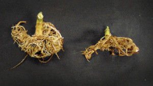 Prevent The Spread Of  Disease In Irrigation Water