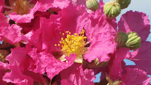 New Crape Myrtle Will Soon Be Available In South Florida