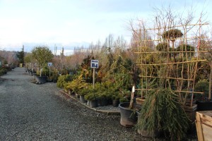 Nursery department at Cedar Rim