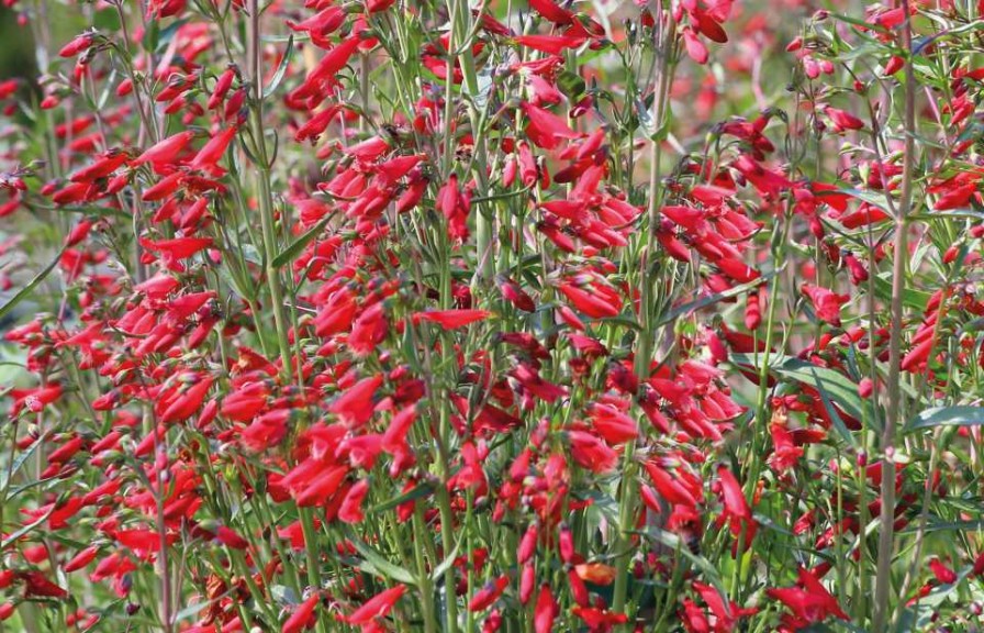 Penstemon barbatus ‘Twizzle’ (Van Hemert & Co.)