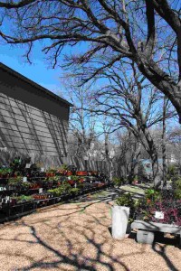 Plant Yard Under The Oaks