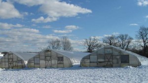 Tips To Help Reduce Wind And Snow Damage At Your Greenhouse