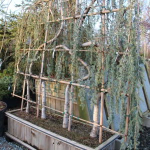 Weeping blue cedar screen planting 