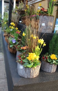 Winter combo gardens brighten things up