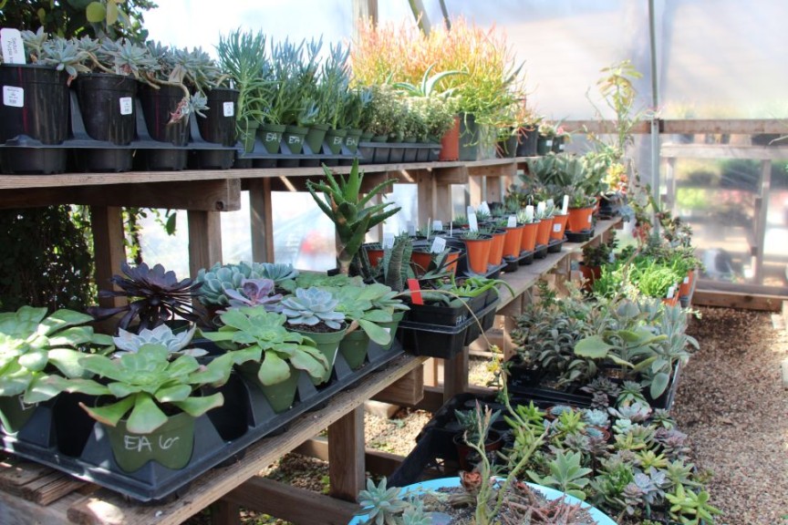 Succulents And Edibles Are A Big Draw
