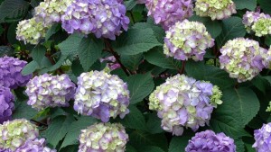 Bailey Nurseries Enhances Product Development Program, Moves Plant Trialing to Georgia