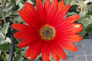 Suntotis Arctotis (Suntory Flowers at GroLink, Oxnard, CA)