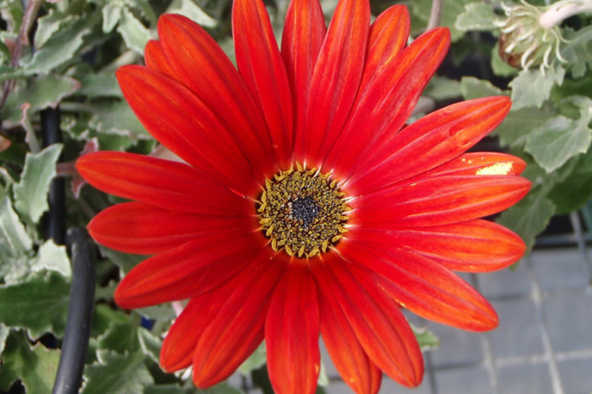 Suntotis Arctotis (Suntory Flowers at GroLink, Oxnard, CA)