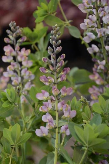 19 New Deer-Resistant Perennials