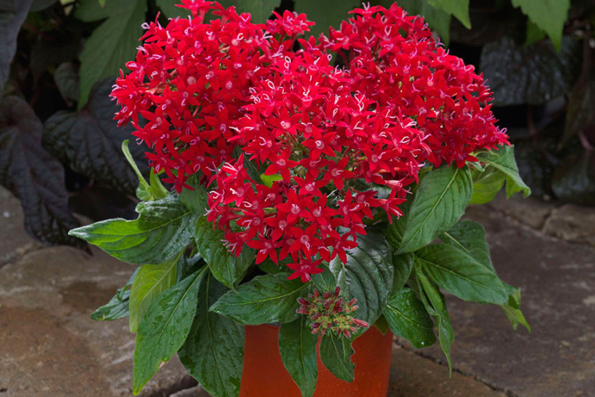 Pentas BeeBright (Syngenta Flowers, Gilroy, CA)