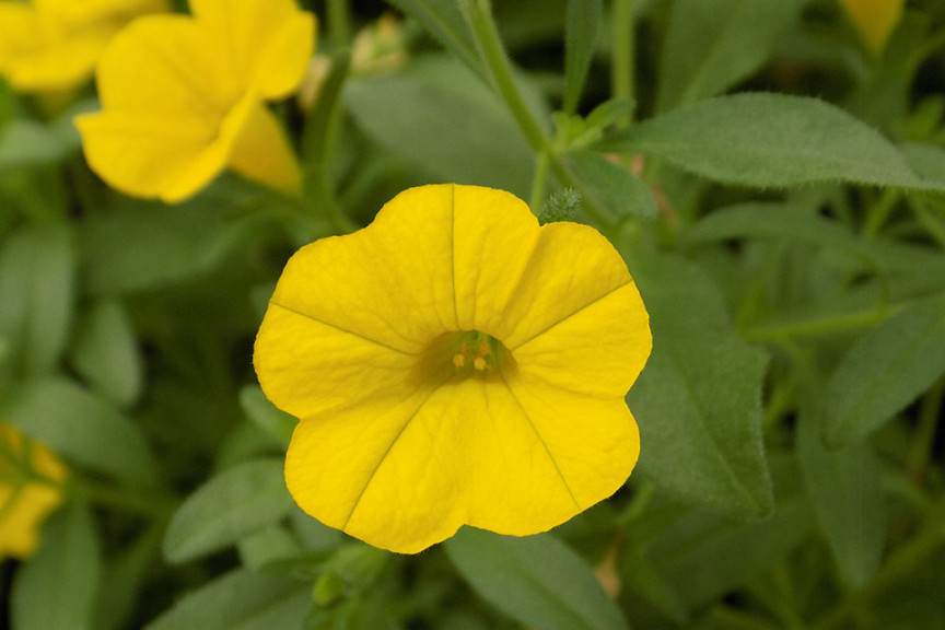 Calibrachoa Aloha Ultra Yellow (Dümmen Orange, BarrelHouse Brewing Co., Paso Robles, CA, and Edna Valley Vineyard, San Luis Obispo, CA)