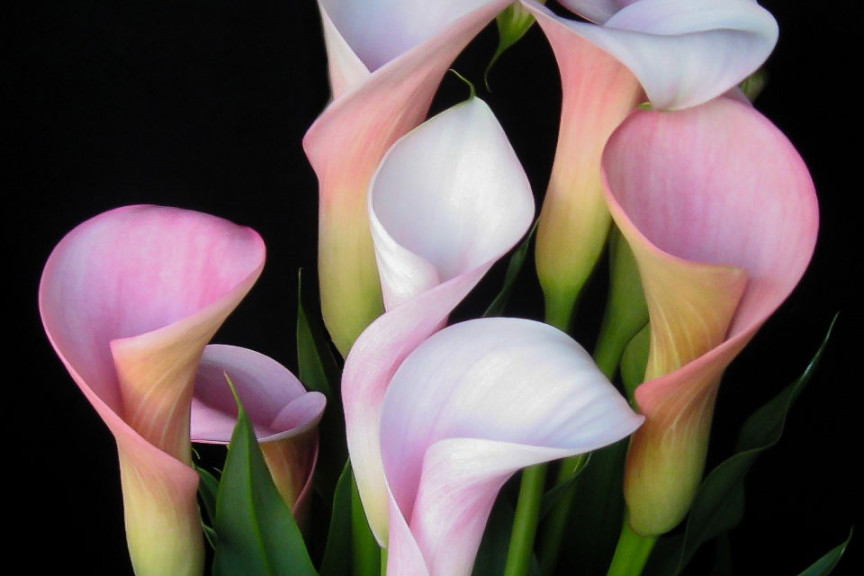 Calla ‘Callafornia Strawberry Blush’ (Golden State Bulb, Moss Landing, CA) 