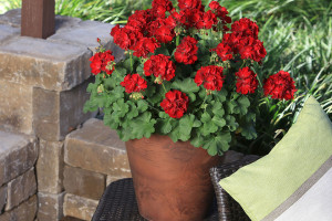 Calliope Medium Geranium (Syngenta Flowers)