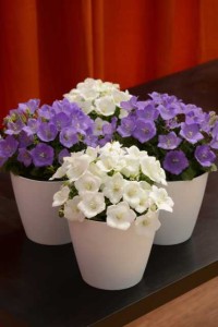 19 New Deer-Resistant Perennials