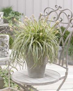 19 New Deer-Resistant Perennials
