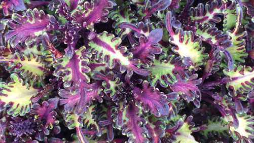 Hort Couture Builds Relationships With Independent Breeders
