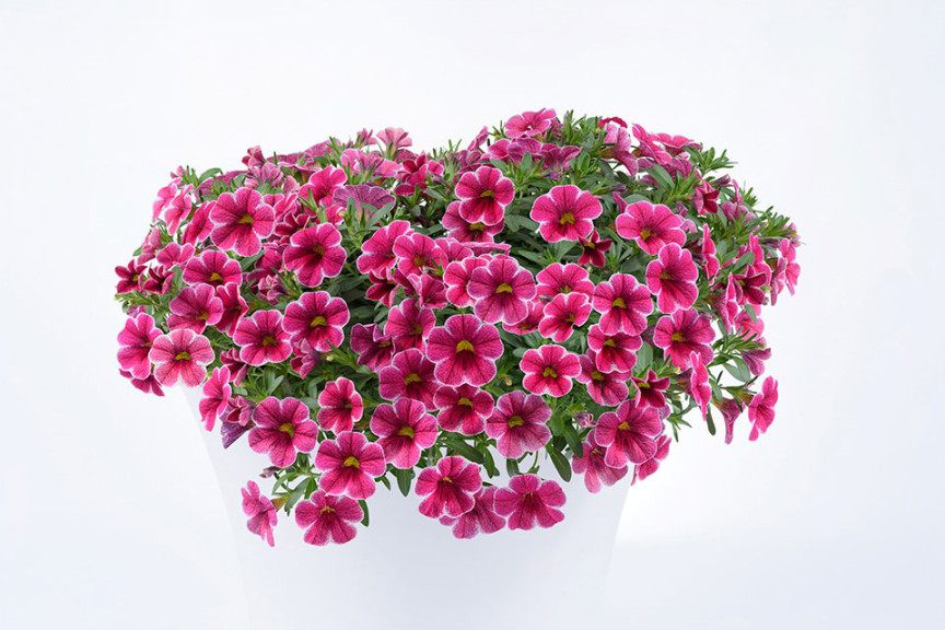 Calibrachoa hybrid Colibri (Danziger “Dan” Flower Farm at Headstart Nursery, Gilroy, CA)
