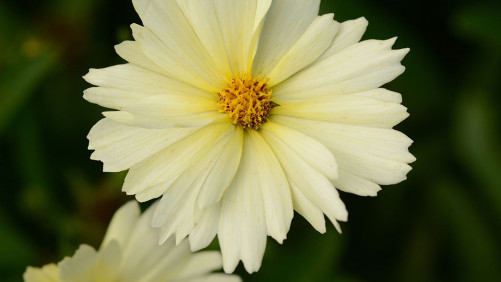 Growing Tips On Coreopsis UpTick Series From John Wilson At Seville Farms