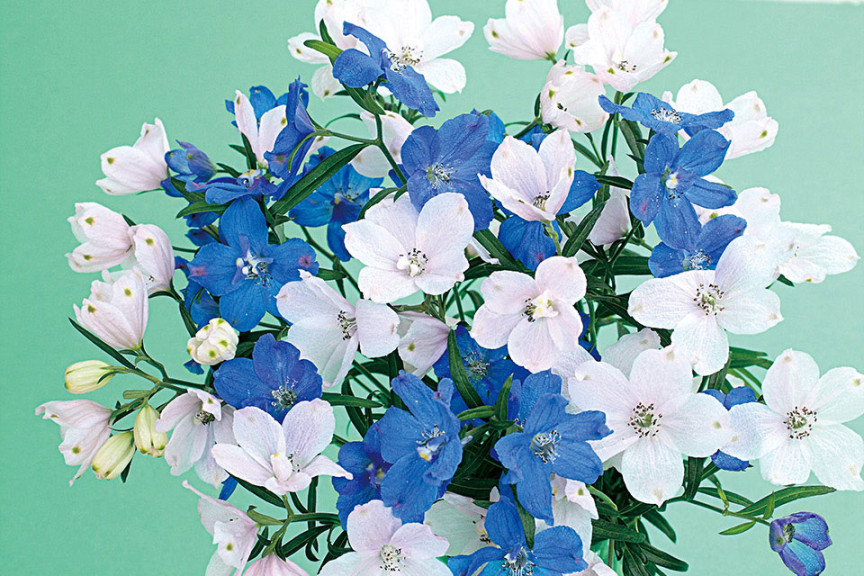 Delphinium Planet Mix (Sakata Seed, Salinas, CA)
