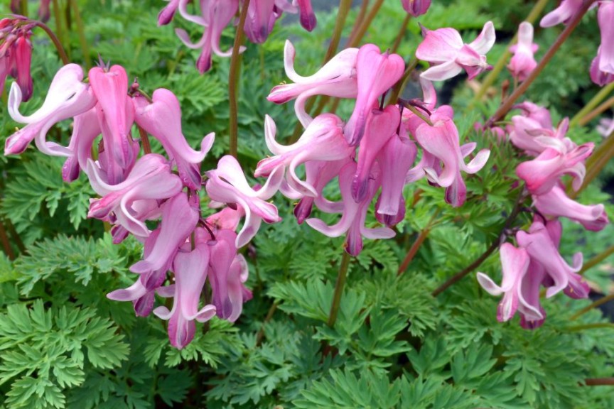 Dicentra Amour Pink (Terra Nova)