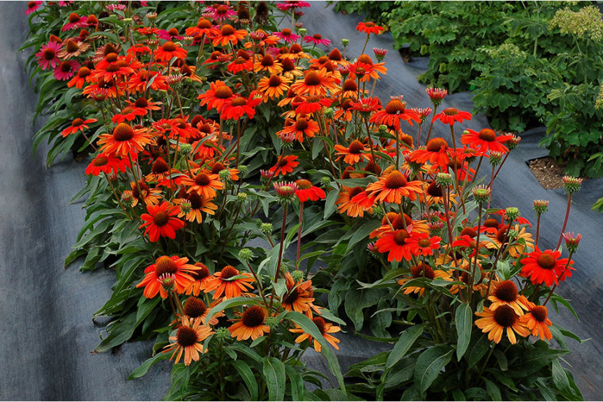 Echinacea ‘Kismet Intense Orange’ (Terra Nova Nurseries at Windmill Nursery, Buellton, CA)