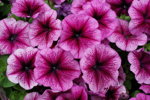 Petunia multiflora F1 Mambo *GP*  (Hem Genetics, at Speedling, San Juan Bautista, CA)