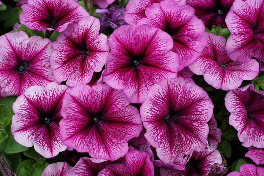 Petunia multiflora F1 Mambo *GP*  (Hem Genetics, at Speedling, San Juan Bautista, CA)