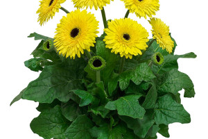 Gerbera ‘Patio Kruger’ (Florist Holland, at GroLink, Oxnard, CA)