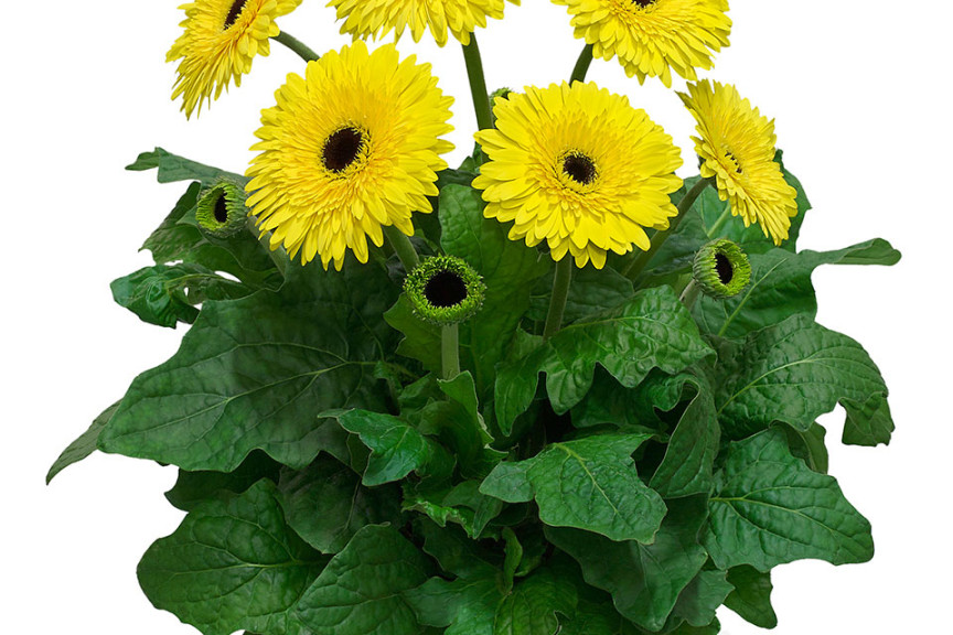 Gerbera ‘Patio Kruger’ (Florist Holland, at GroLink, Oxnard, CA)