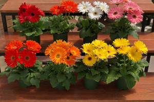Gerbera Majorette (Sakata Seed, Salinas, CA)