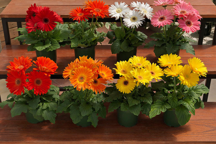 Gerbera Majorette (Sakata Seed, Salinas, CA)
