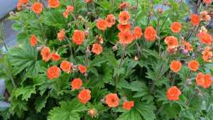 Terra Nova Nurseries Breeds Plants With The End Consumer In Mind
