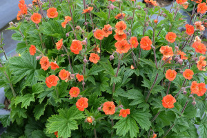 Geum ‘Rustico Orange’ (Terra Nova Nurseries)