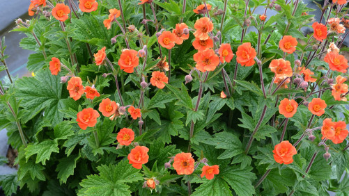 Terra Nova Nurseries Breeds Plants With The End Consumer In Mind