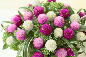 Gomphrena Ping Pong Series (Sakata Ornamentals)