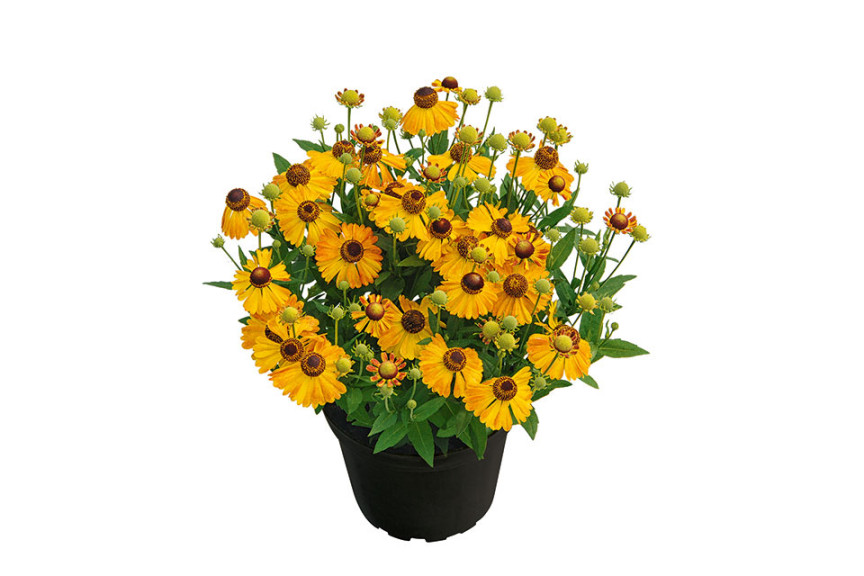 Helenium Orange (Kientzler at Windmill Nursery, Buellton, CA)