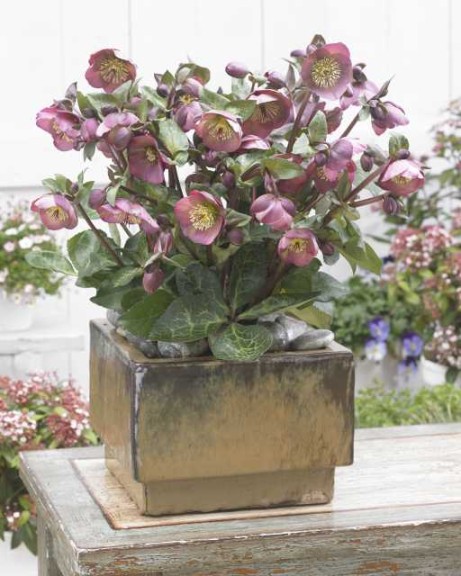 19 New Deer-Resistant Perennials