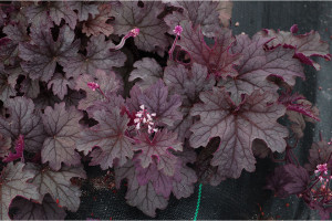 Heucherella ‘Plum Cascade’ (Terra Nova Nurseries at Windmill Nursery, Buellton, CA)