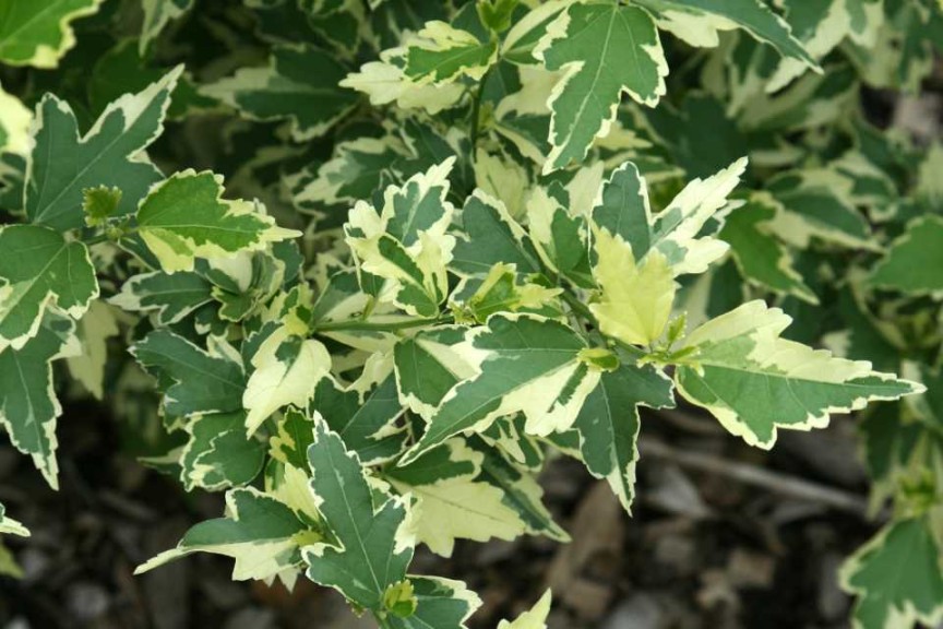 19 New Deer-Resistant Perennials