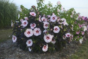 19 New Deer-Resistant Perennials