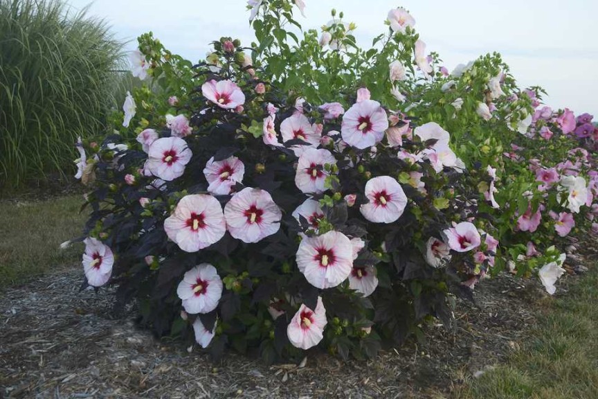 19 New Deer-Resistant Perennials