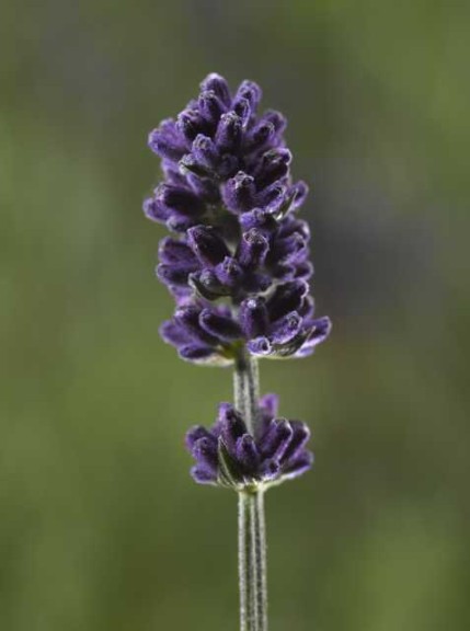 19 New Deer-Resistant Perennials