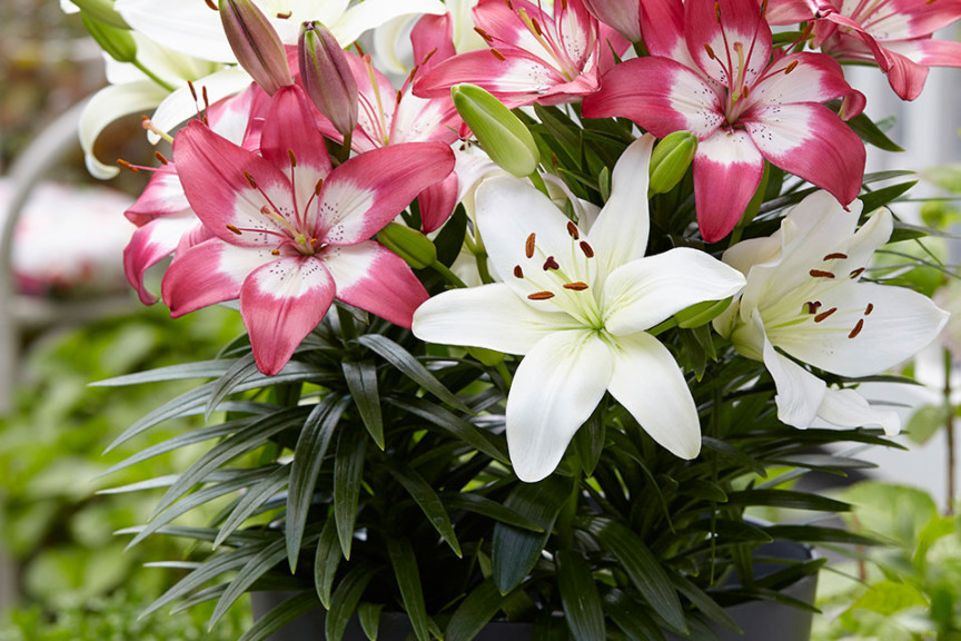 Lily Jumping For Joy Series (Flamingo Holland, at GroLink, Oxnard, CA)